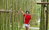 Rừng trúc thu nhỏ nằm giữa lòng Hà Nội