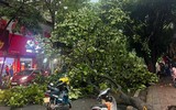 Cơn mưa giông chiều nay làm hàng loạt cây đổ, nhiều ô tô bị bẹp