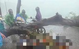 Cơn mưa giông chiều nay làm hàng loạt cây đổ, nhiều ô tô bị bẹp