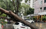 Cơn mưa giông chiều nay làm hàng loạt cây đổ, nhiều ô tô bị bẹp
