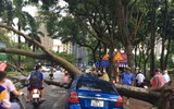 Cơn mưa giông chiều nay làm hàng loạt cây đổ, nhiều ô tô bị bẹp