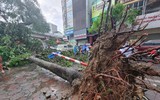 Cơn mưa giông chiều nay làm hàng loạt cây đổ, nhiều ô tô bị bẹp