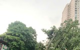 Cơn mưa giông chiều nay làm hàng loạt cây đổ, nhiều ô tô bị bẹp