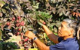 Nhãn tím giá cao gấp 5 lần nhãn thường vẫn không có để mua