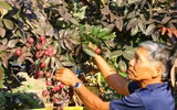 Nhãn tím giá cao gấp 5 lần nhãn thường vẫn không có để mua