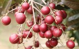 Nhãn tím giá cao gấp 5 lần nhãn thường vẫn không có để mua