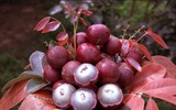 Nhãn tím giá cao gấp 5 lần nhãn thường vẫn không có để mua