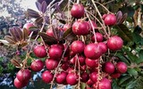 Nhãn tím giá cao gấp 5 lần nhãn thường vẫn không có để mua