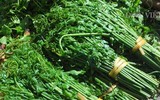 [ẢNH] Vì sao giá 200.000 đồng/kg, rau ‘trường sinh’ vẫn được người Hà Nội săn lùng?