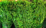 [ẢNH] Vì sao giá 200.000 đồng/kg, rau ‘trường sinh’ vẫn được người Hà Nội săn lùng?