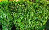 [ẢNH] Vì sao giá 200.000 đồng/kg, rau ‘trường sinh’ vẫn được người Hà Nội săn lùng?