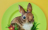 [ẢNH] Mãn nhãn với những đĩa cơm trang trí hình con vật của bà mẹ nước Bỉ 