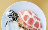 [ẢNH] Mãn nhãn với những đĩa cơm trang trí hình con vật của bà mẹ nước Bỉ 