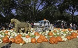 Ngôi làng cổ tích được làm từ 90.000 quả bí ngô để chào đón lễ hội Halloween