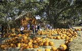 Ngôi làng cổ tích được làm từ 90.000 quả bí ngô để chào đón lễ hội Halloween