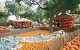 Ngôi làng cổ tích được làm từ 90.000 quả bí ngô để chào đón lễ hội Halloween