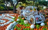 Ngôi làng cổ tích được làm từ 90.000 quả bí ngô để chào đón lễ hội Halloween
