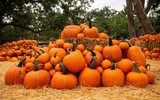 Ngôi làng cổ tích được làm từ 90.000 quả bí ngô để chào đón lễ hội Halloween