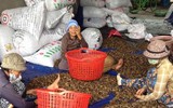 Kẹo cau Trung Quốc khiến giá cau tại Việt Nam tăng cao