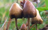 Cảnh giác cao độ trước những loại ma túy đội lốt bánh kẹo, trà sữa, nước xoài… 