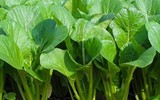 Cảnh giác với những loại rau quả ngậm thuốc trừ sâu, hóa chất độc hại bán ngoài chợ