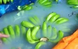Cảnh giác với những loại rau quả ngậm thuốc trừ sâu, hóa chất độc hại bán ngoài chợ