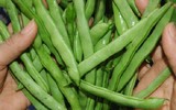 Cảnh giác với những loại rau quả ngậm thuốc trừ sâu, hóa chất độc hại bán ngoài chợ
