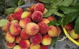Cảnh giác với những loại rau quả ngậm thuốc trừ sâu, hóa chất độc hại bán ngoài chợ