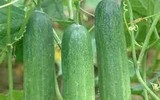 Cảnh giác với những loại rau quả ngậm thuốc trừ sâu, hóa chất độc hại bán ngoài chợ