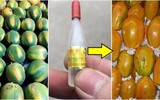 Cảnh giác với những loại rau quả ngậm thuốc trừ sâu, hóa chất độc hại bán ngoài chợ