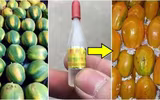 Cảnh giác với những loại rau quả ngậm thuốc trừ sâu, hóa chất độc hại bán ngoài chợ