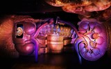 Corpus- bảo tàng đầu tiên trên thế giới khám phá cơ thể người