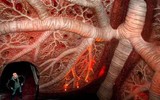 Corpus- bảo tàng đầu tiên trên thế giới khám phá cơ thể người