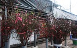 Ngỡ ngàng đào Nhật Tân xuống phố phục vụ Giáng sinh và Tết Dương lịch