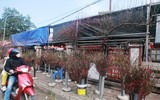 Ngỡ ngàng đào Nhật Tân xuống phố phục vụ Giáng sinh và Tết Dương lịch