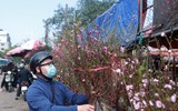 Ngỡ ngàng đào Nhật Tân xuống phố phục vụ Giáng sinh và Tết Dương lịch