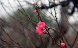 Ngỡ ngàng đào Nhật Tân xuống phố phục vụ Giáng sinh và Tết Dương lịch