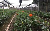 Làng hoa Tây Tựu tất bật chuẩn bị cho vụ thu hoạch lớn nhất năm