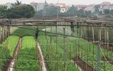 Làng hoa Tây Tựu tất bật chuẩn bị cho vụ thu hoạch lớn nhất năm
