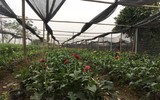Làng hoa Tây Tựu tất bật chuẩn bị cho vụ thu hoạch lớn nhất năm