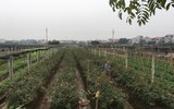 Làng hoa Tây Tựu tất bật chuẩn bị cho vụ thu hoạch lớn nhất năm