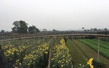 Làng hoa Tây Tựu tất bật chuẩn bị cho vụ thu hoạch lớn nhất năm