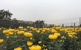 Làng hoa Tây Tựu tất bật chuẩn bị cho vụ thu hoạch lớn nhất năm
