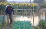 Làng hoa Tây Tựu tất bật chuẩn bị cho vụ thu hoạch lớn nhất năm