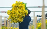 Làng hoa Tây Tựu tất bật chuẩn bị cho vụ thu hoạch lớn nhất năm
