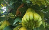 Phật thủ được mùa trúng giá, nông dân vui mừng thương lái hào hứng