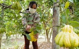 Phật thủ được mùa trúng giá, nông dân vui mừng thương lái hào hứng