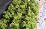 Phật thủ được mùa trúng giá, nông dân vui mừng thương lái hào hứng
