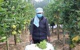 Phật thủ được mùa trúng giá, nông dân vui mừng thương lái hào hứng