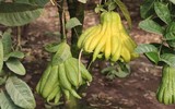 Phật thủ được mùa trúng giá, nông dân vui mừng thương lái hào hứng